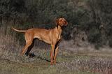 VIZSLA poil court 042